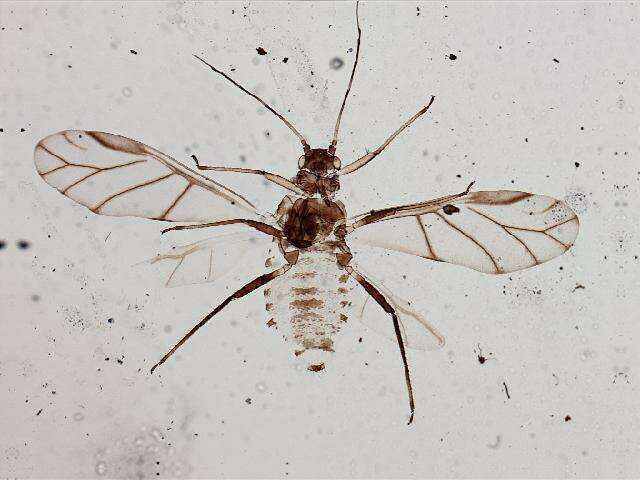 صورة Callipterinella calliptera (Hartig 1841)