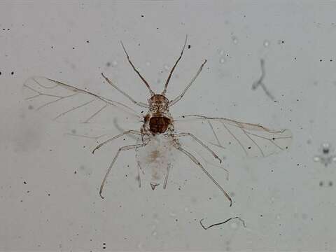 Image of Capitophorus xanthii (Oestlund 1886)
