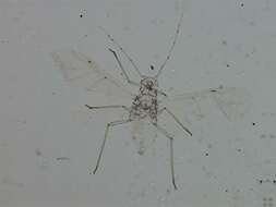 Image of Aphid