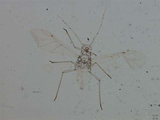 Image of Aphid