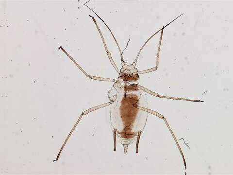 Image of Aulacorthum (Aulacorthum) dorsatum Richards 1967