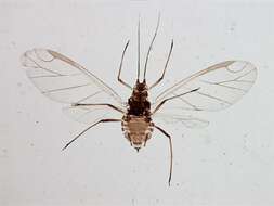 Image of Ericaphis