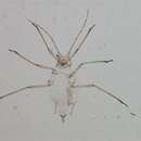 Image of Aphid