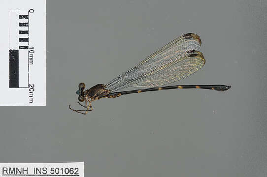 Image of Devadatta argyoides (Selys 1859)