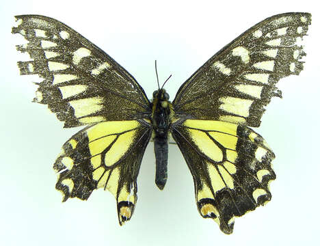 Image of Old World Swallowtail