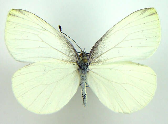 Image of Mustard White