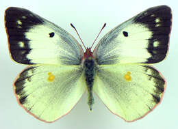 Image of Clouded sulphur