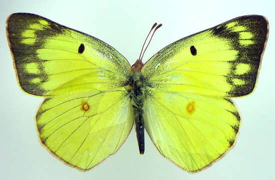 Imagem de Colias philodice Godart (1819)