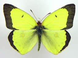 Image of Clouded sulphur