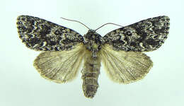 Imagem de Acronicta noctivaga Grote 1864