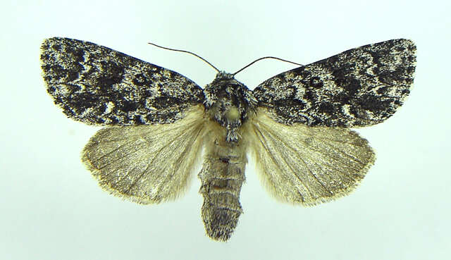 Image of Night-wandering Dagger Moth