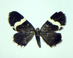 Image of White-striped Black