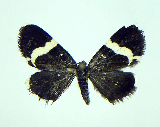 Image de Trichodezia albovittata Guenée 1858