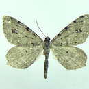 Image de <i>Macaria pinistrobata</i>