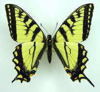 Image of Canadian Tiger Swallowtail