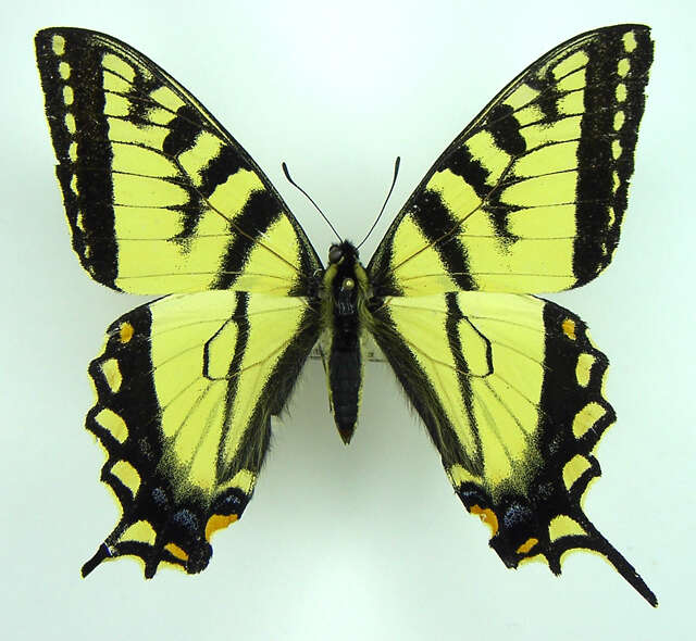 Image of Canadian Tiger Swallowtail