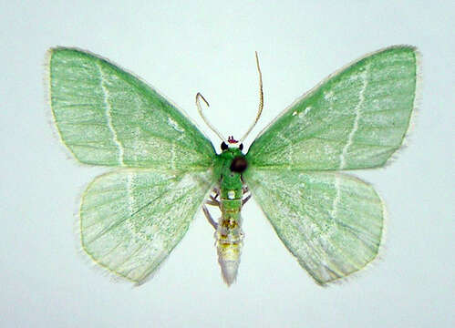 Image of White-Fringed Emerald