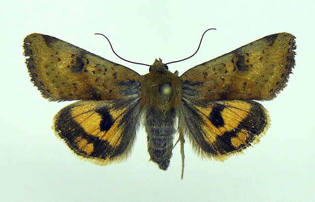 Image of <i>Heliothis acesias</i>