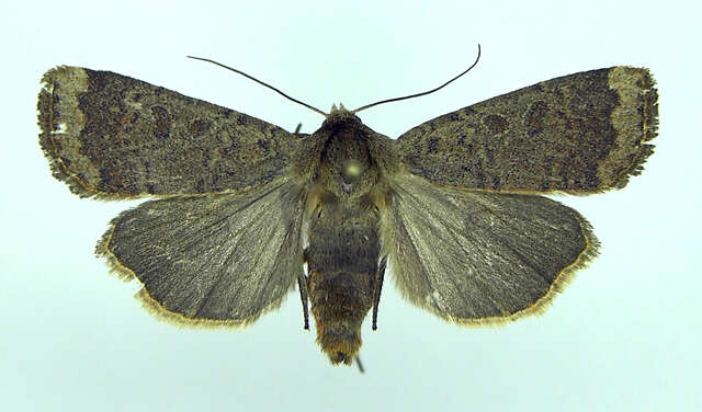 صورة Abagrotis alternata Grote 1864