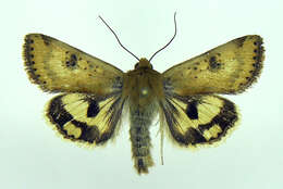 Image of <i>Heliothis acesias</i>