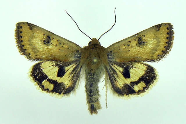 Image of <i>Heliothis acesias</i>