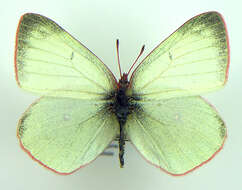 Image of Pelidne Sulphur