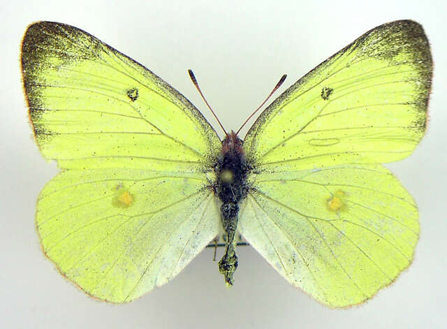 Image of Pink-edged sulphur