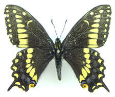 صورة Papilio brevicauda Saunders 1869