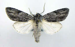 Imagem de <i>Acronicta oblinita</i>