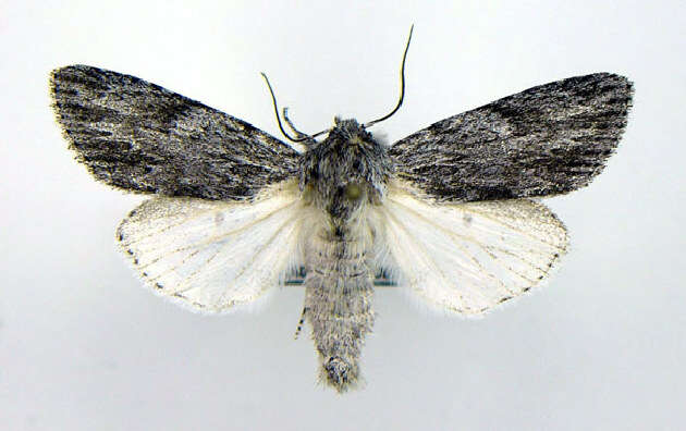 Image of <i>Acronicta oblinita</i>