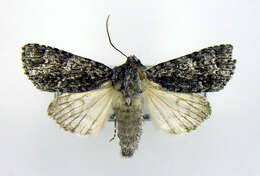 Image of Impressed Dagger Moth