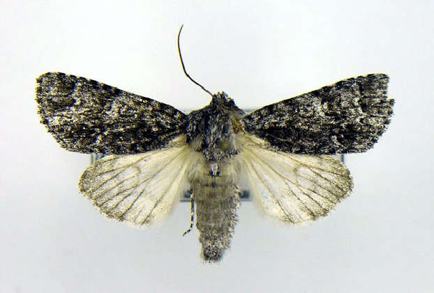 Image of Impressed Dagger Moth