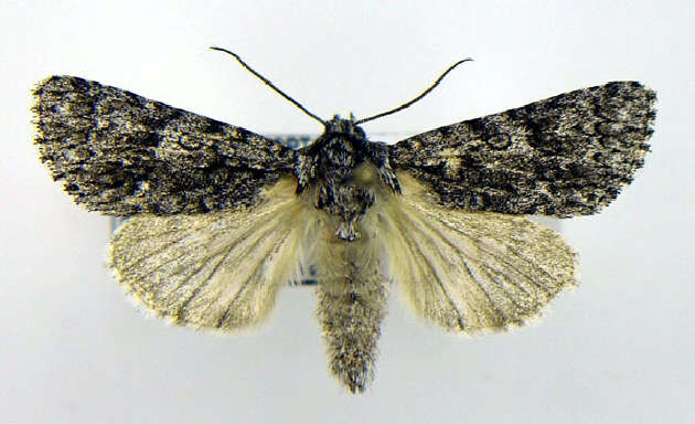 Image of Impressed Dagger Moth