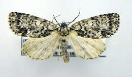 Image of Fragile Dagger Moth