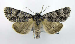 Image of Impressed Dagger Moth