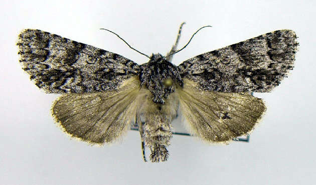 Image of Impressed Dagger Moth