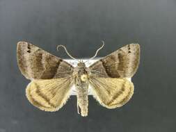 Image of Clover Looper, Range Grass-moth