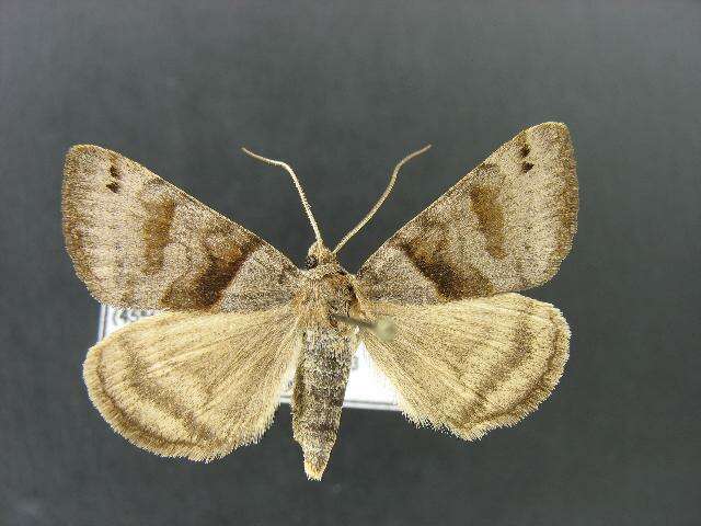 Image of Clover Looper, Range Grass-moth