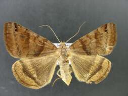 Image of Clover Looper, Range Grass-moth