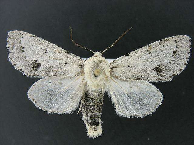 Image of Vulpina Dagger Moth