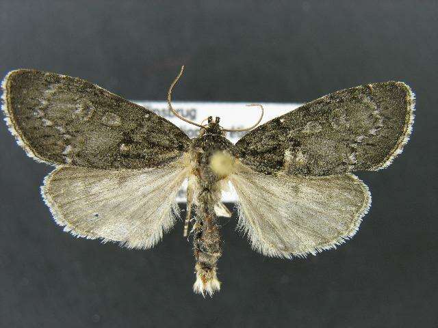 Imagem de Acronicta retardata Walker 1861