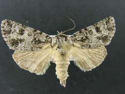 Image of Impressed Dagger Moth