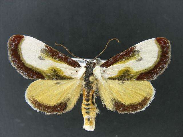 Imagem de Eudryas grata Fabricius 1793