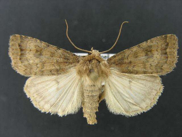 Image of The Mottled Rustic, Brungult Lövfly