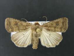 Image of The Mottled Rustic, Brungult Lövfly