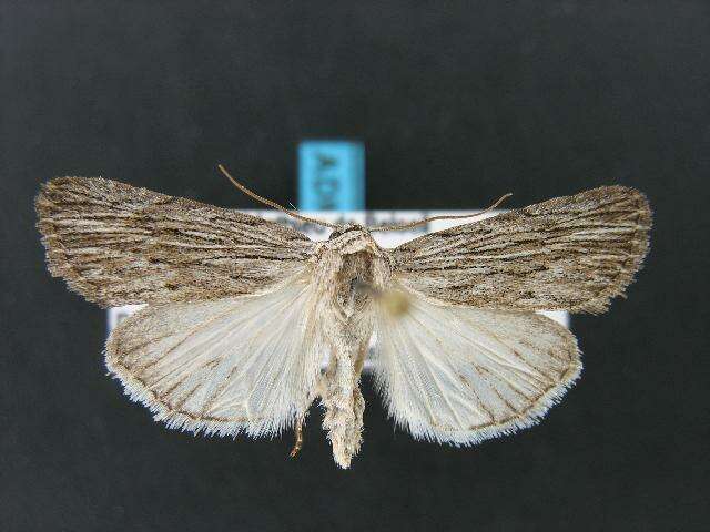 Image of Fine-lined Sallow