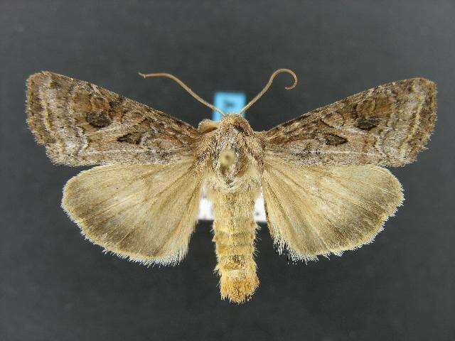 Image of Aster Cutworm