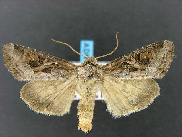 Image of Aster Cutworm