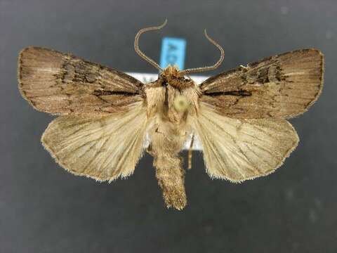 Image of Agrotis obliqua Smith 1903