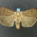 Слика од <i>Abagrotis cupida</i> Grote